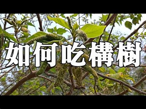 構樹根功效|構樹